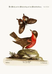 A Shirley-lepke és a sötét fecskefarkú lepke, 1749-73